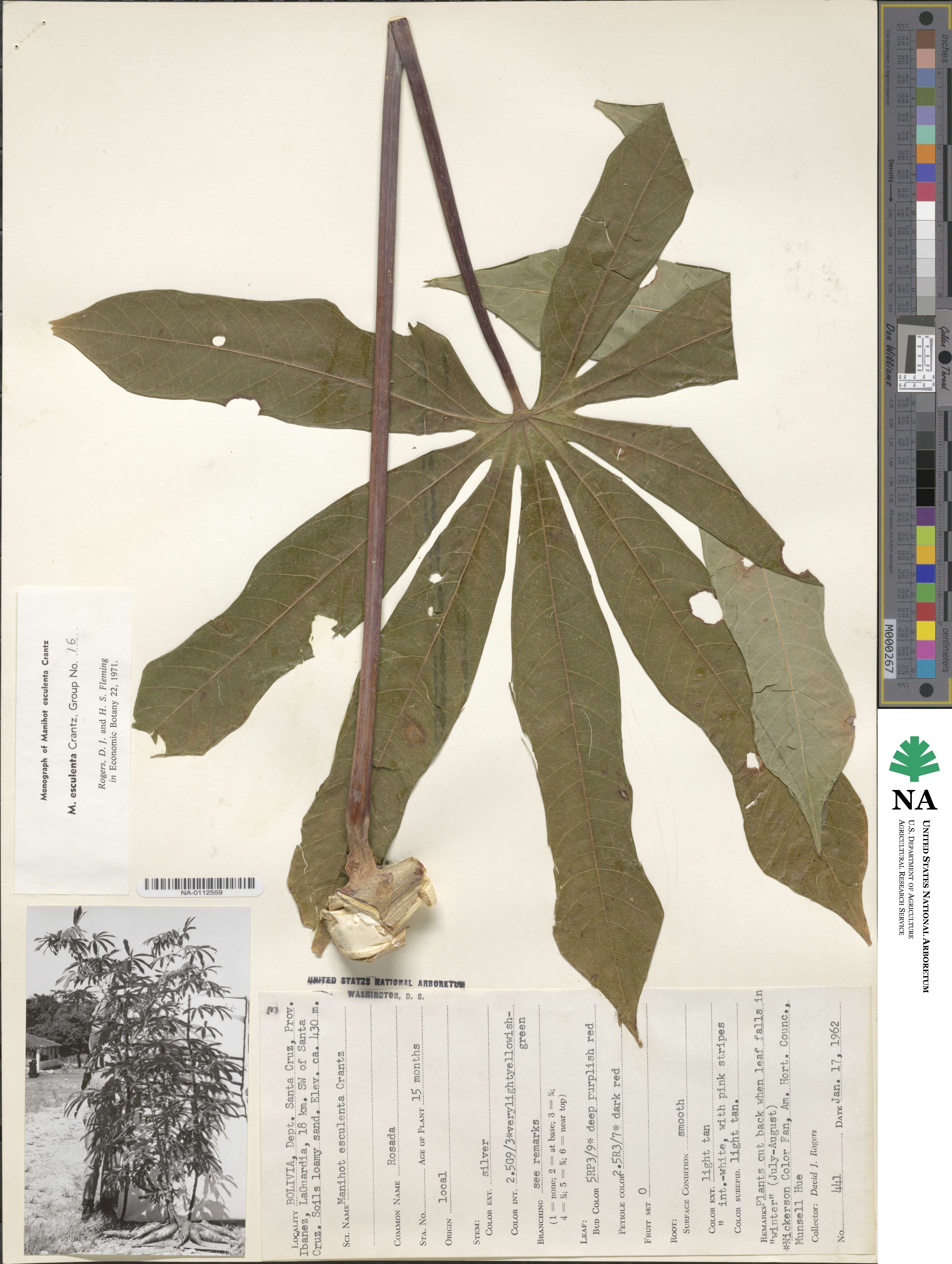 Manihot esculenta image