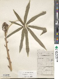 Manihot esculenta image