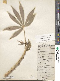 Manihot esculenta image