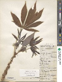 Manihot esculenta image