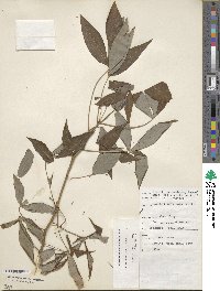 Manihot esculenta image