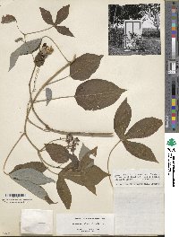 Manihot esculenta image