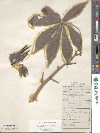 Manihot esculenta image