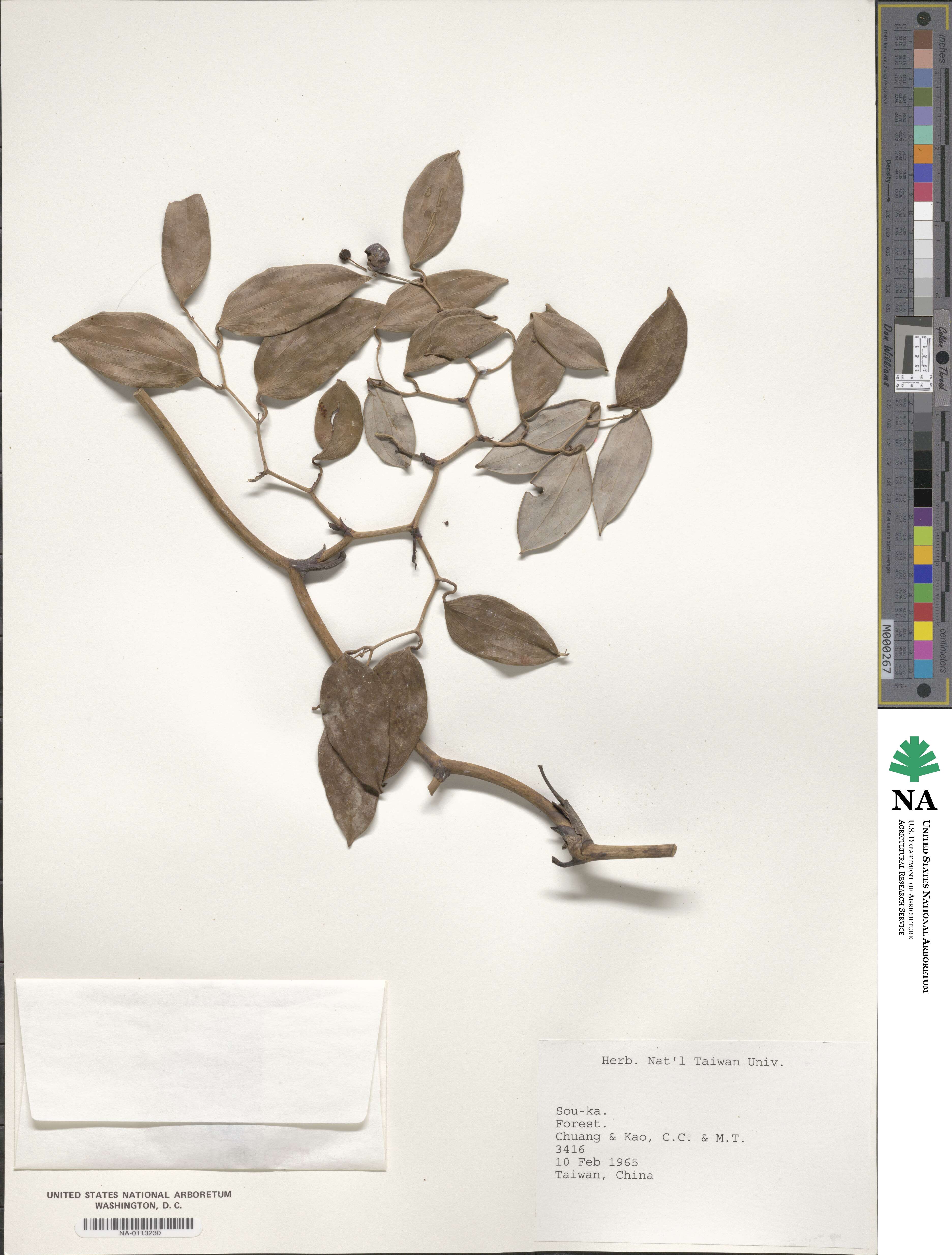 Smilax randaiensis image