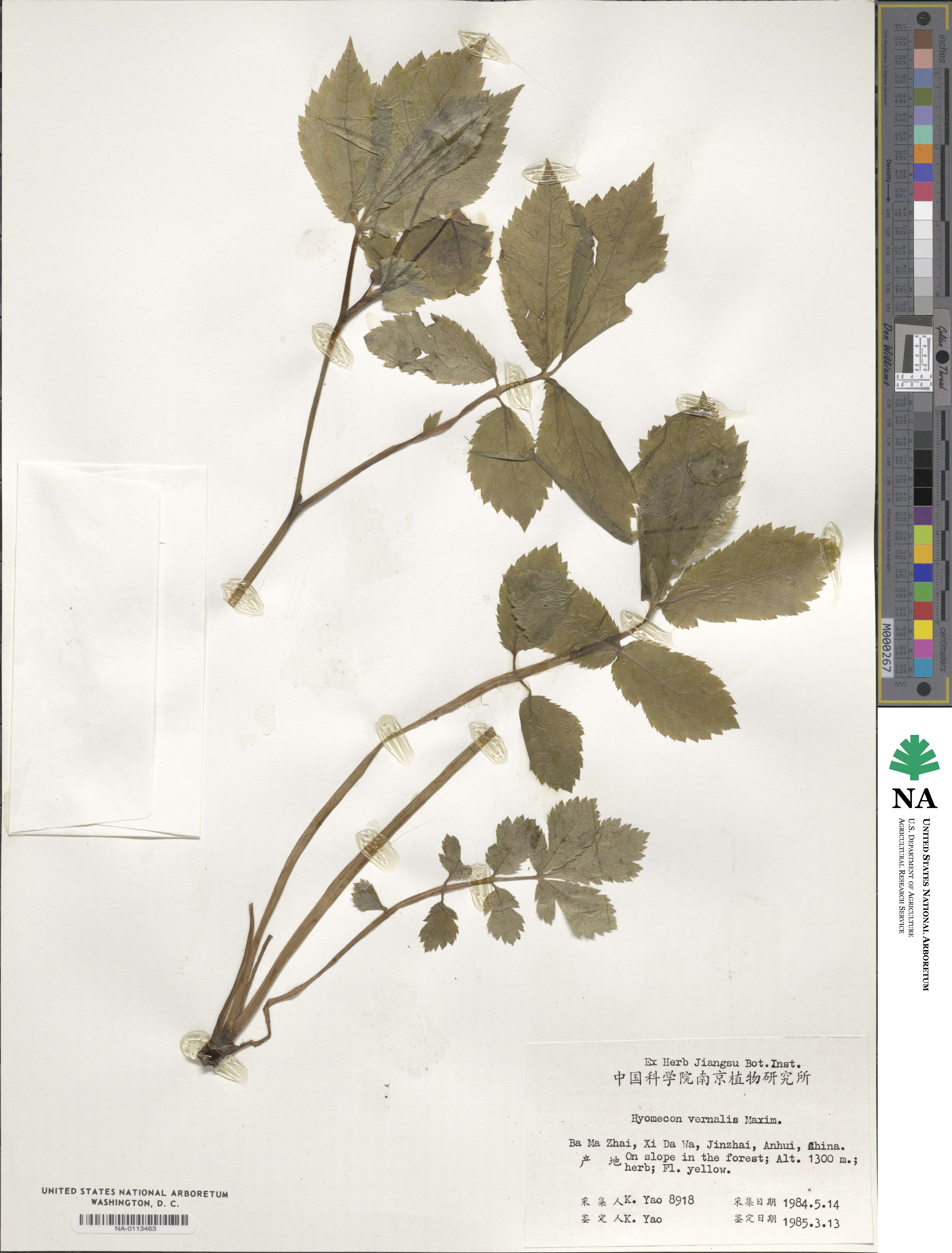 Hylomecon vernalis image