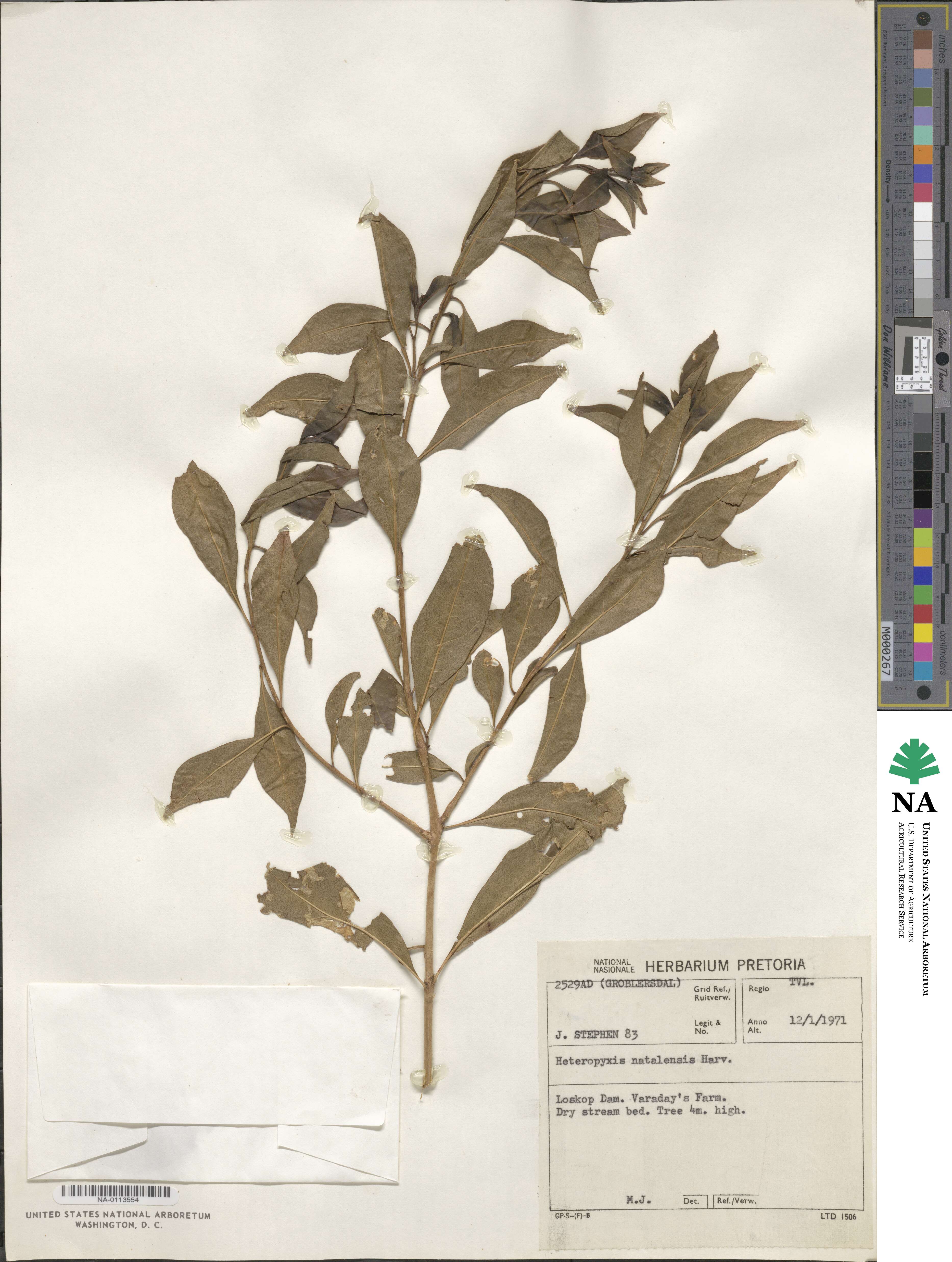 Heteropyxis natalensis image
