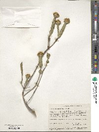 Image of Calythropsis aurea