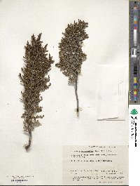 Tecticornia halocnemoides image