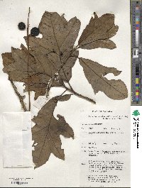 Athertonia diversifolia image