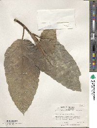 Ficus dammaropsis image