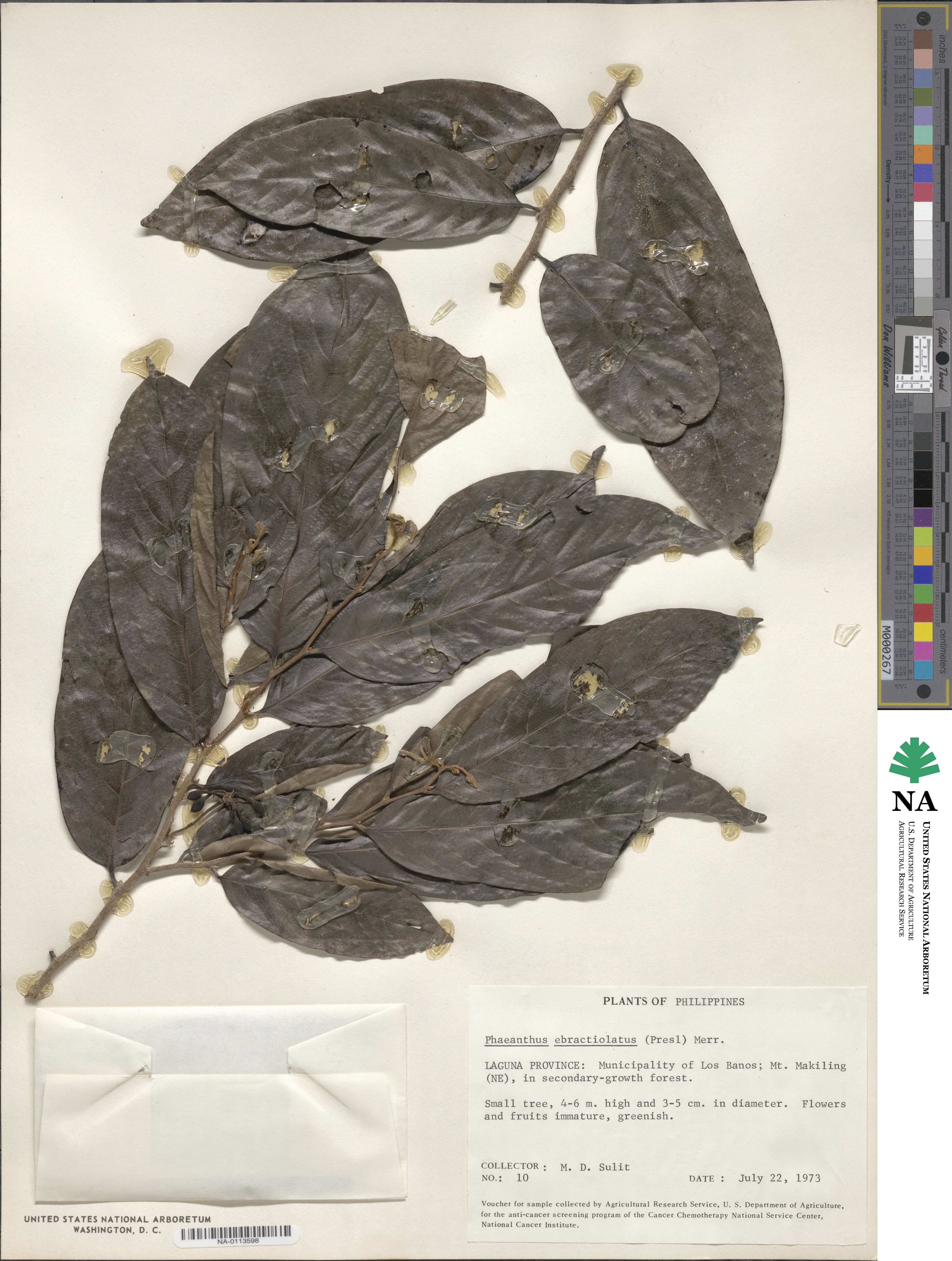 Phaeanthus image