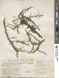 Image of Sideroxylon spinosum