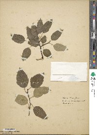 Malus coronaria image