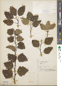 Malus coronaria image