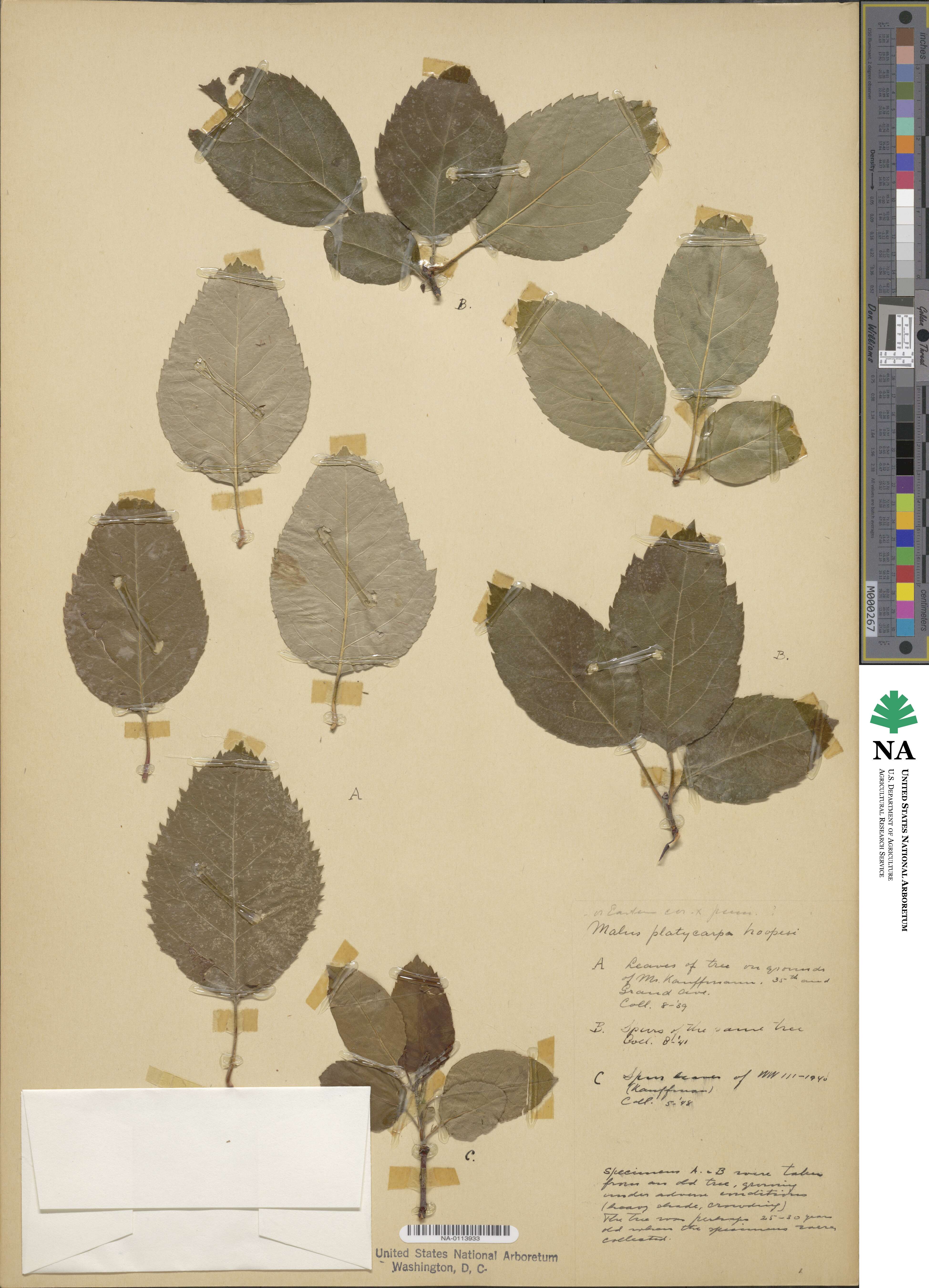 Malus platycarpa var. hoopesii image