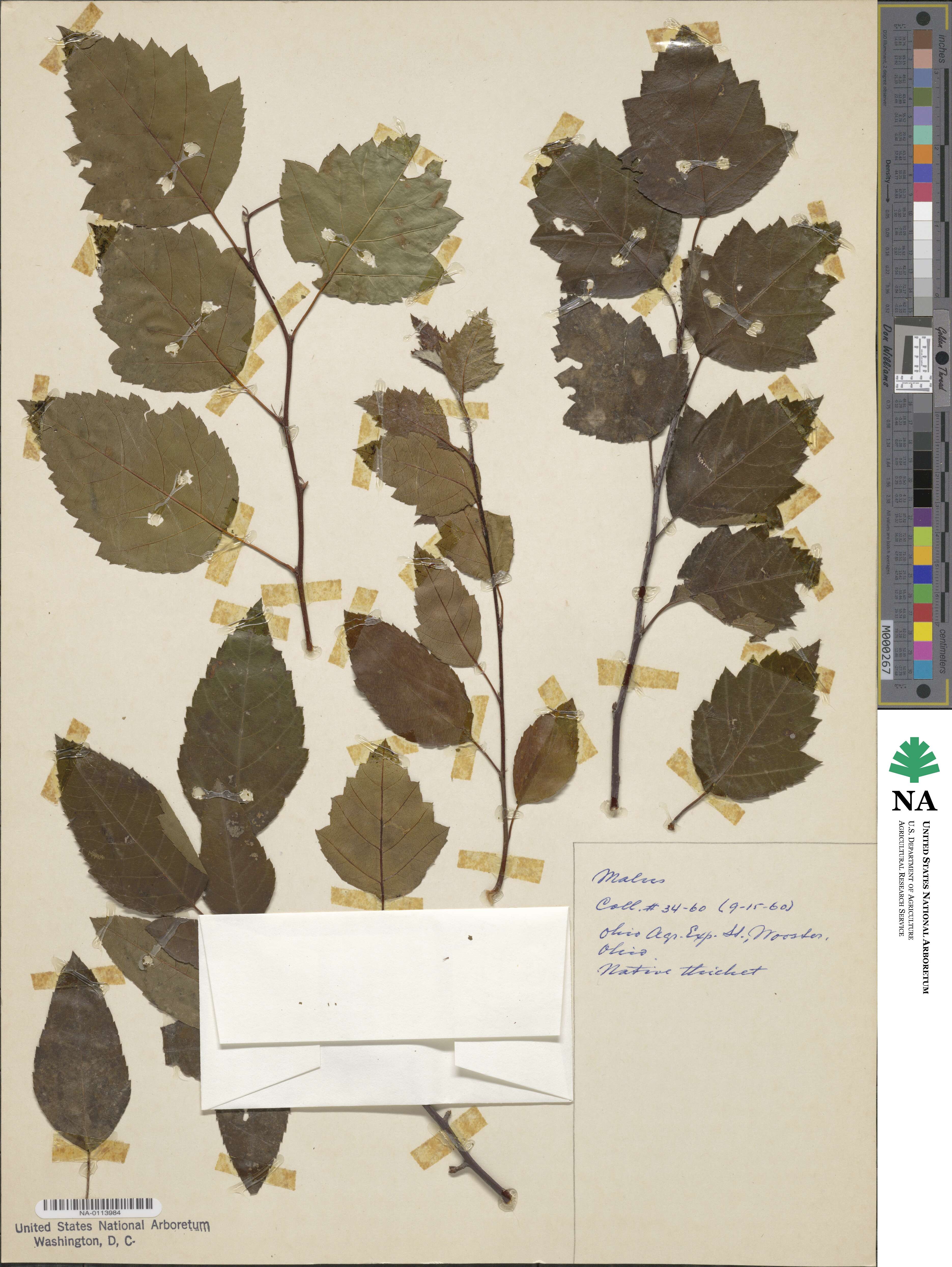 Malus coronaria image