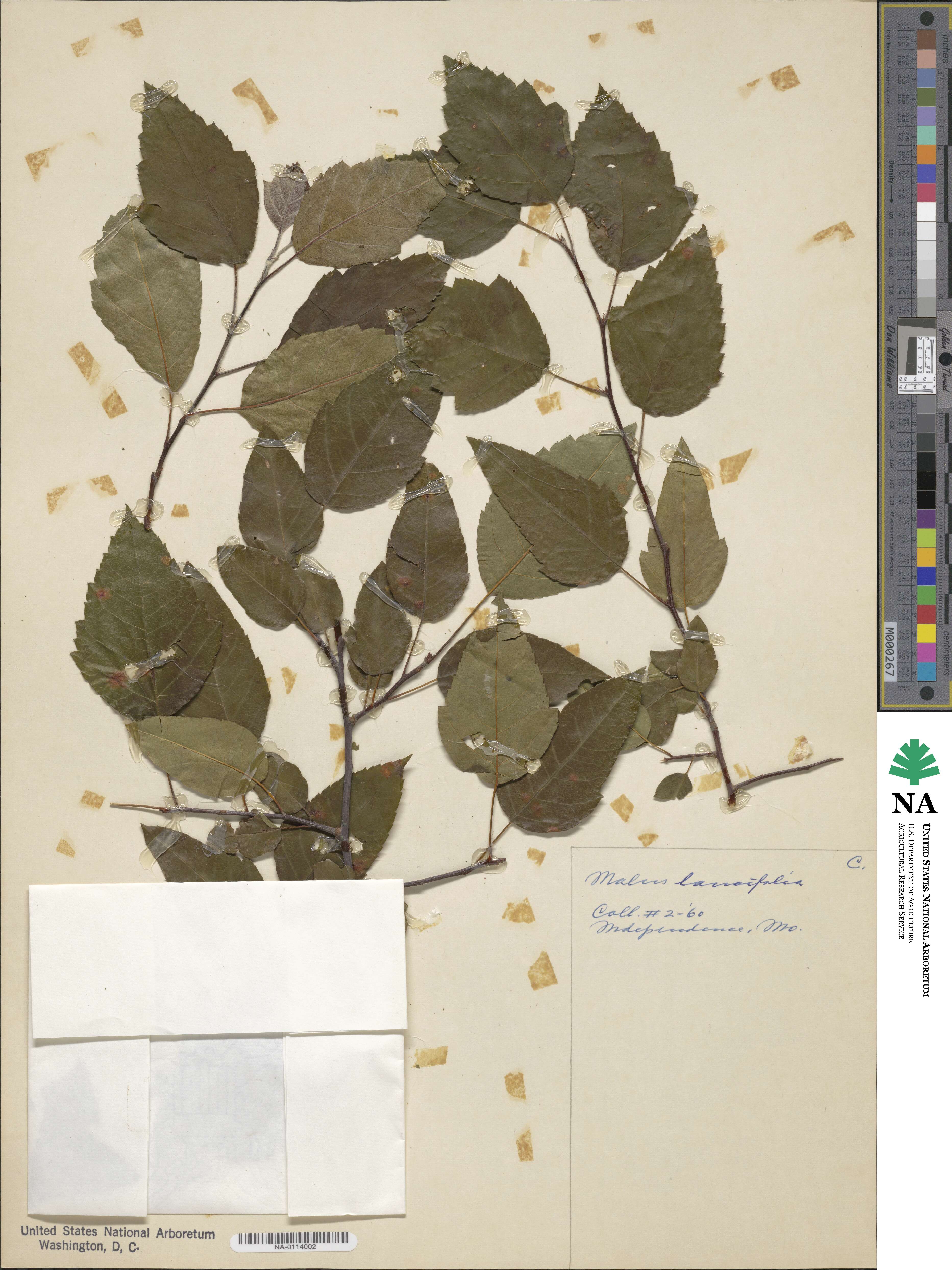 Malus coronaria image