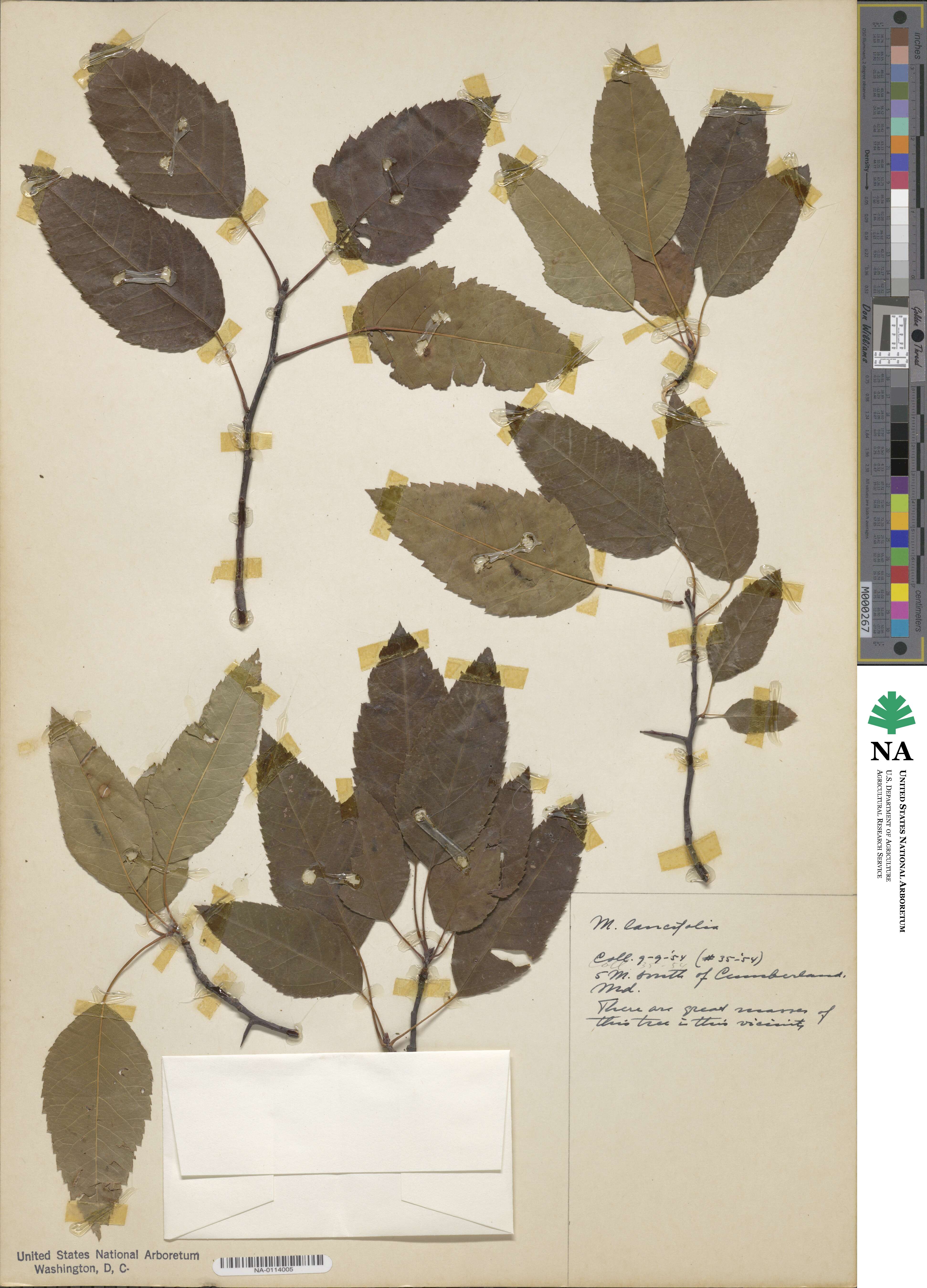 Malus coronaria image