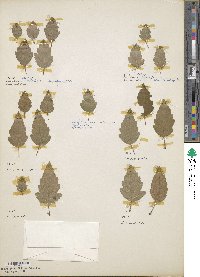 Malus coronaria image