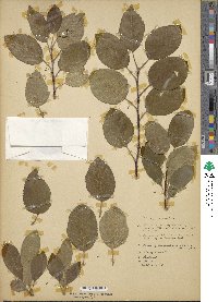 Malus prunifolia image