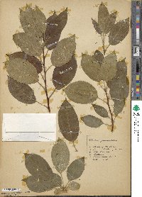 Malus prunifolia image