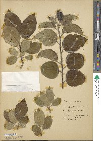 Malus prunifolia image