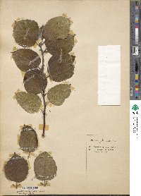 Malus prunifolia image