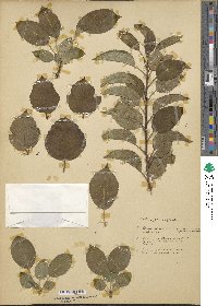 Malus prunifolia image