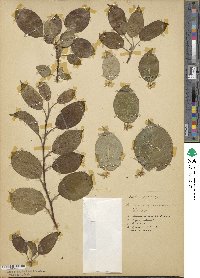 Malus prunifolia image