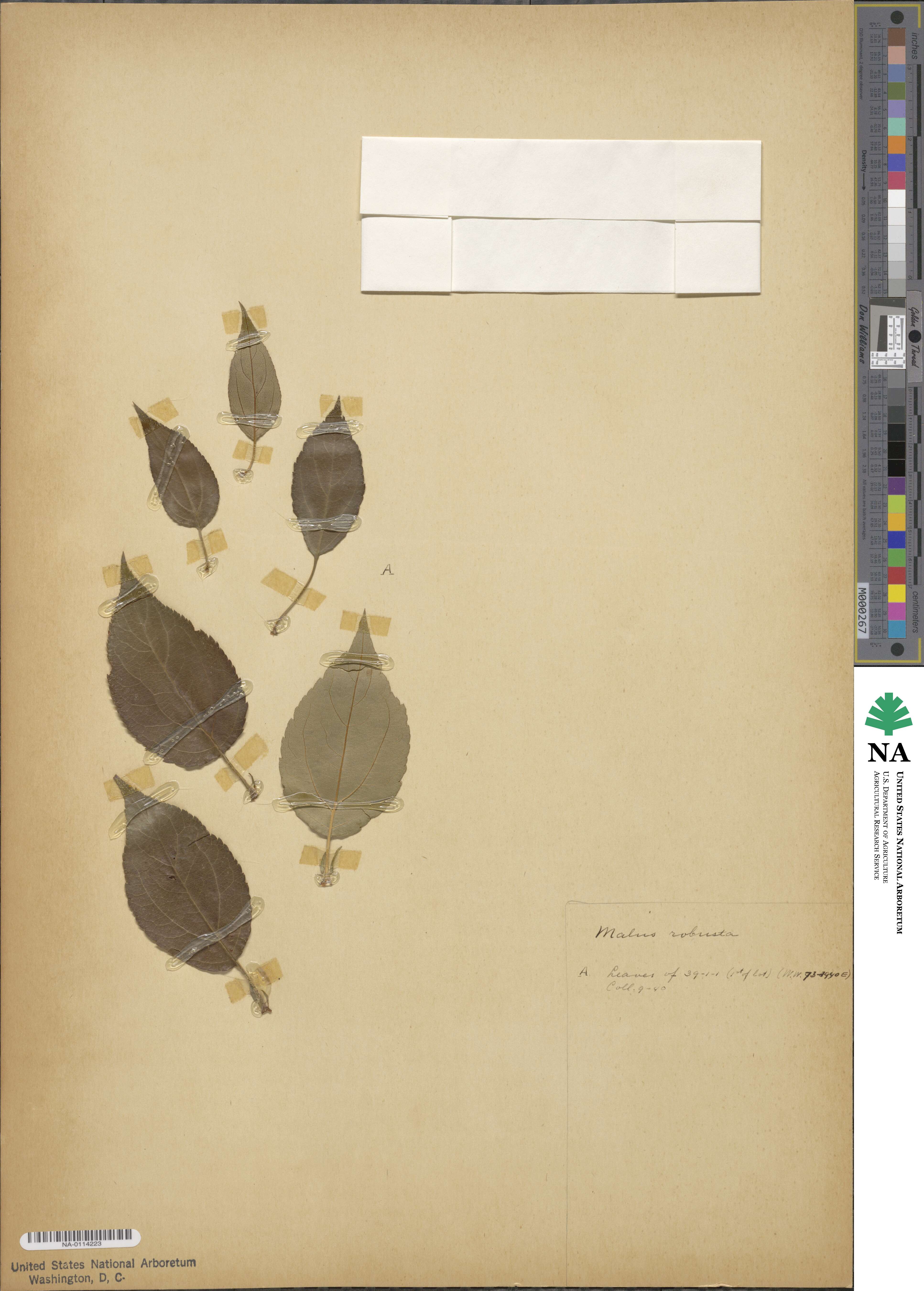 Malus robusta image