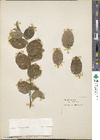 Malus spectabilis image