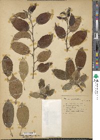 Malus spectabilis image