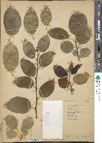 Malus spectabilis image