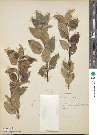 Malus spectabilis image