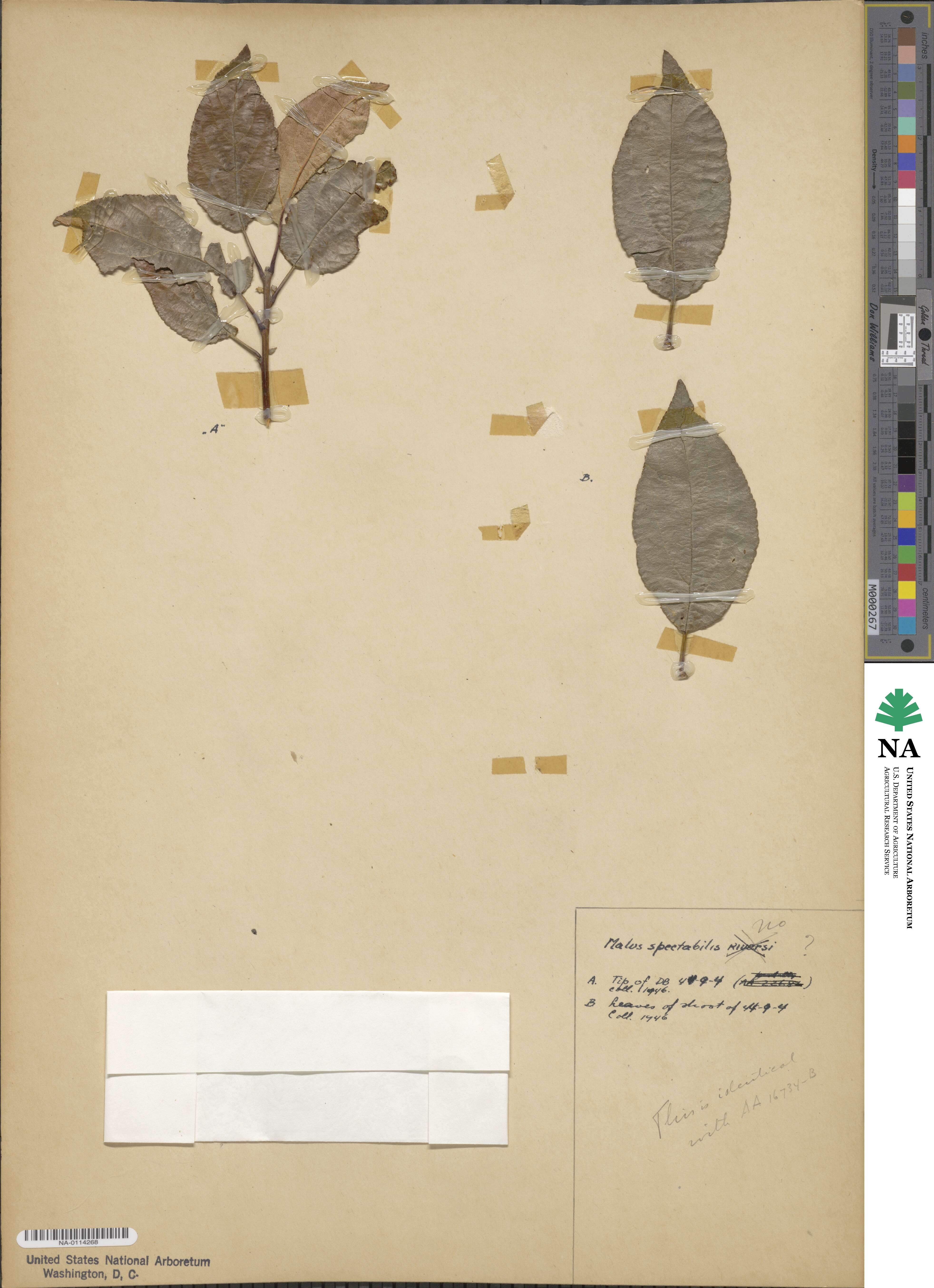 Malus spectabilis image