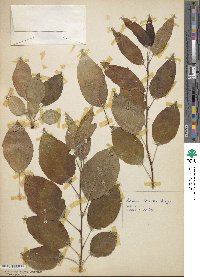 Malus fusca image