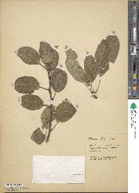 Malus fusca image