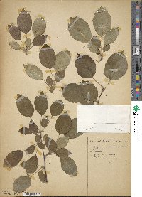 Malus fusca image