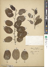 Malus fusca image