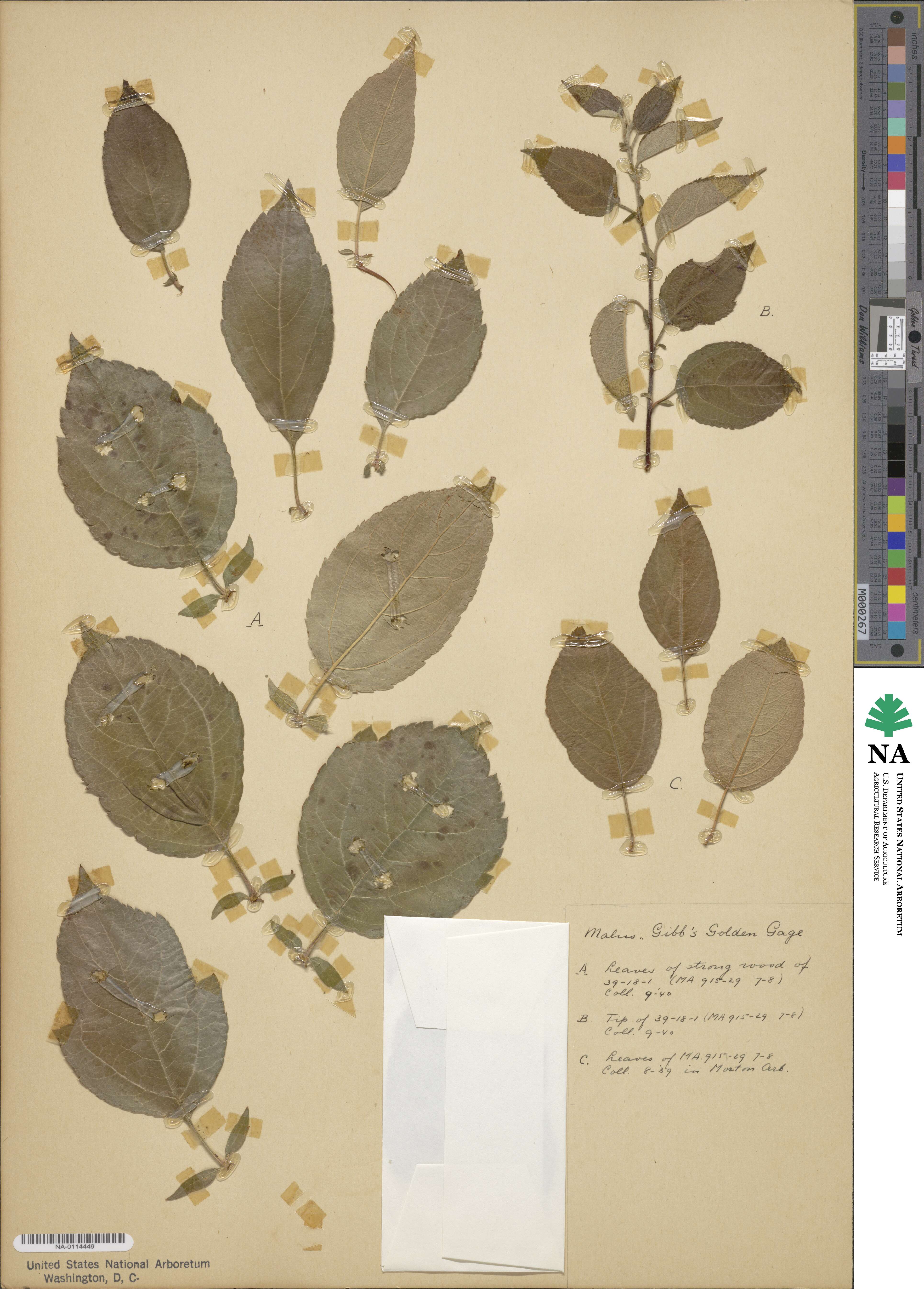 Malus fusca image