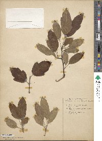 Malus fusca image