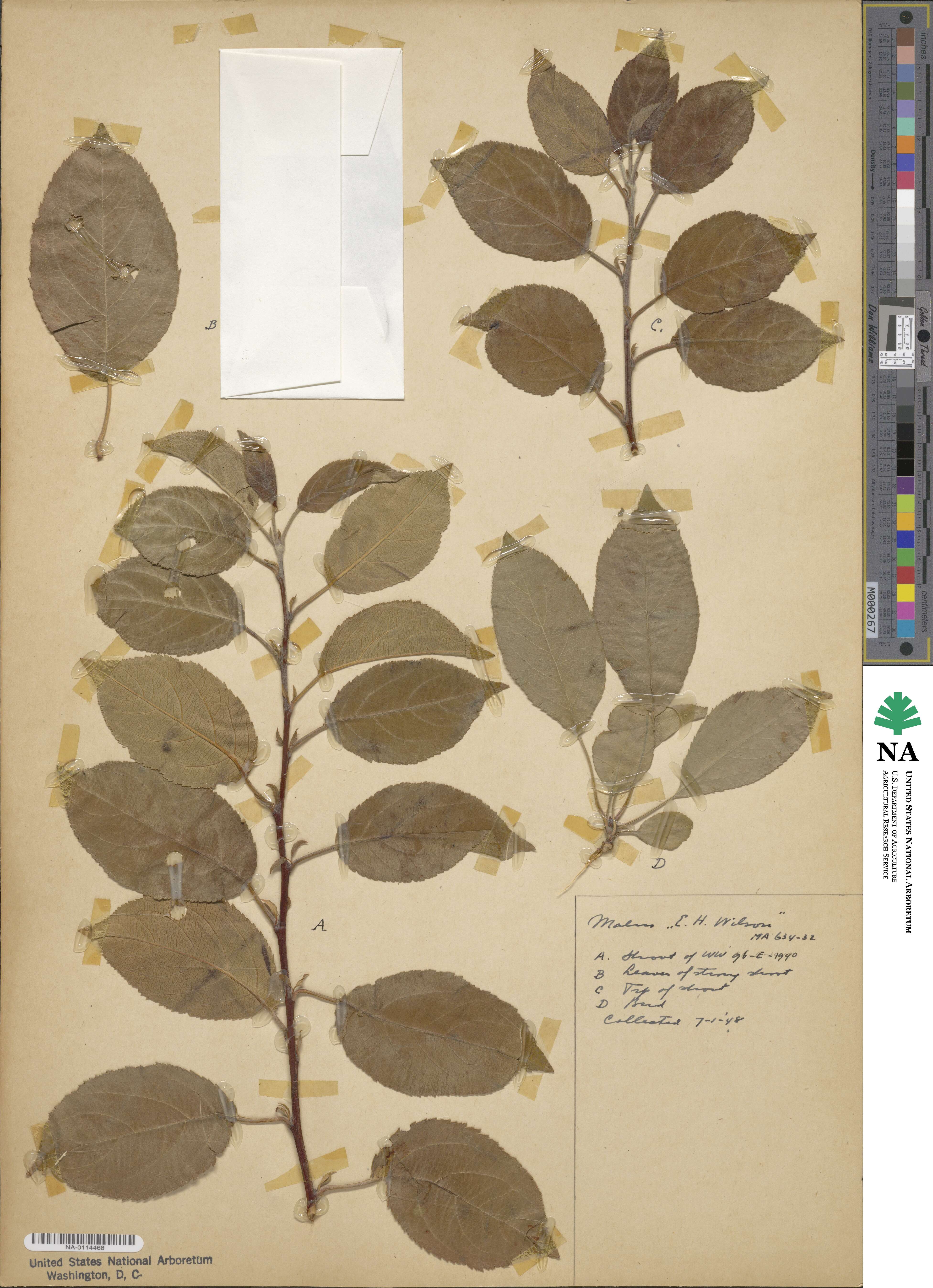 Malus fusca image