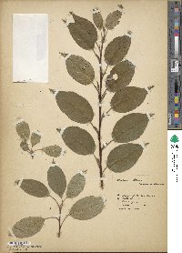 Malus fusca image