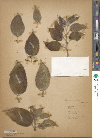 Malus fusca image