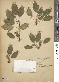 Malus fusca image