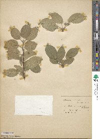 Malus fusca image