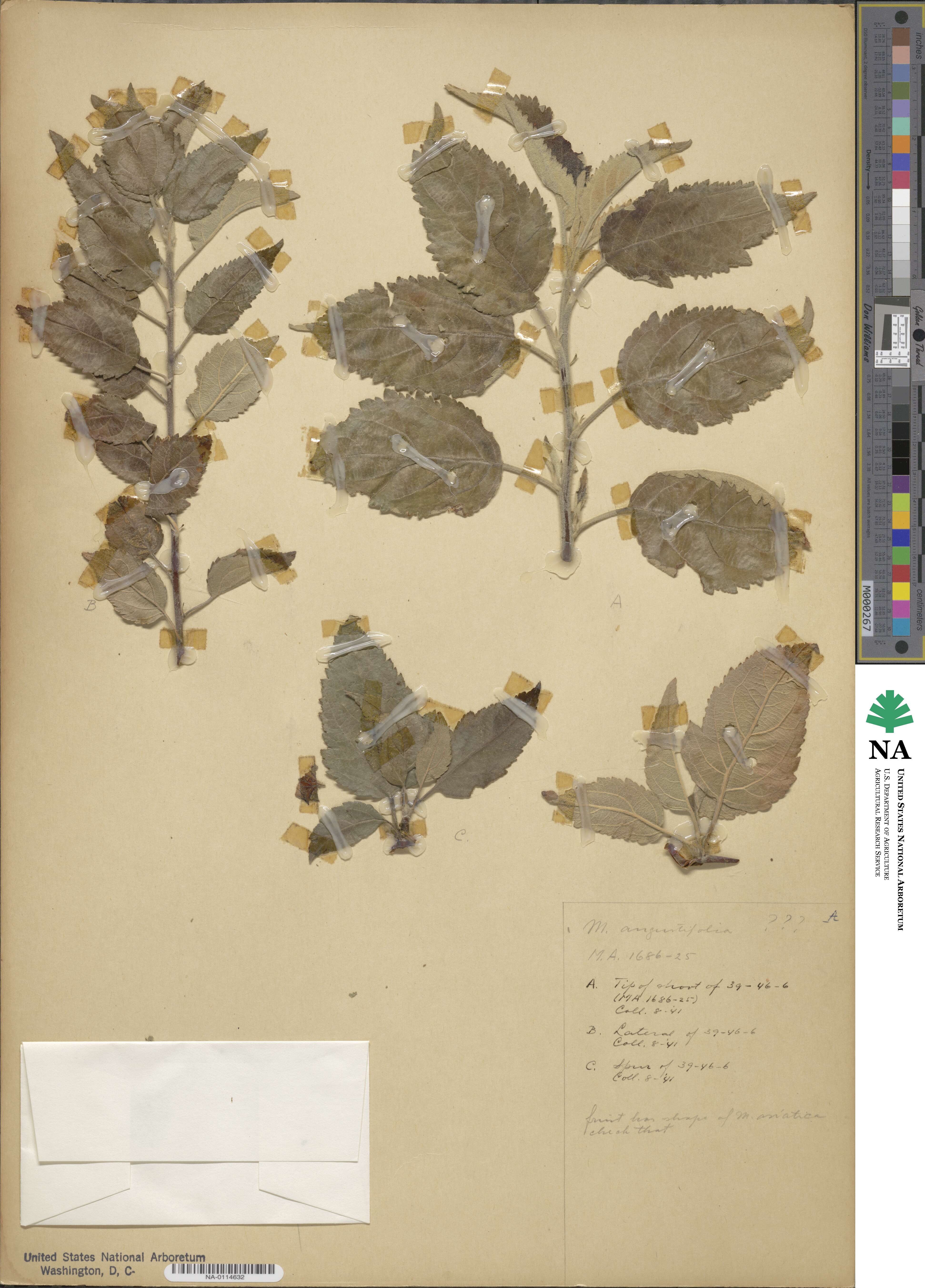 Malus image