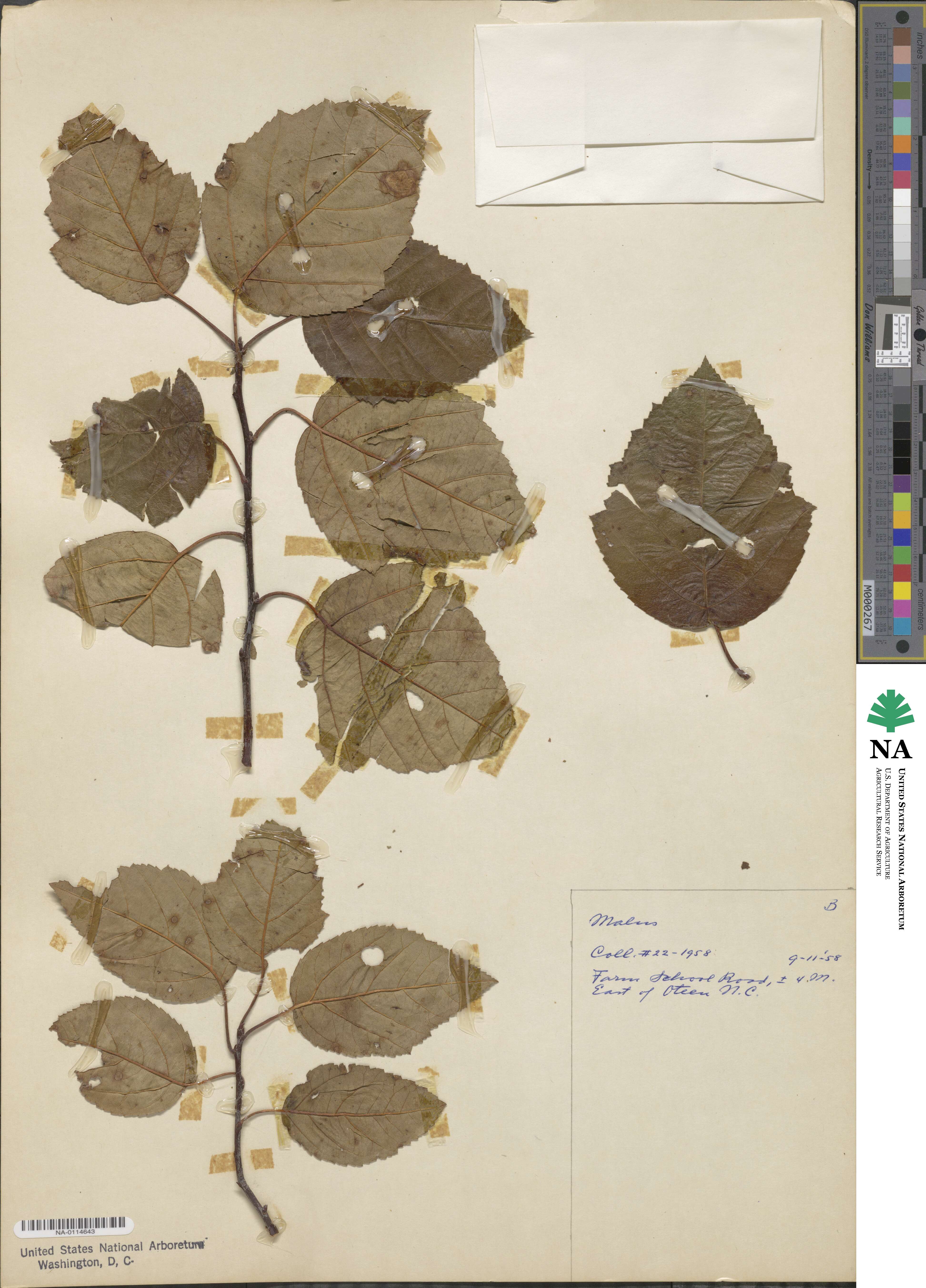 Malus image