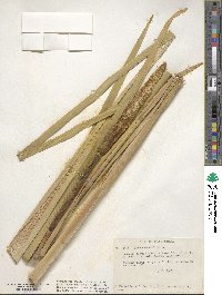 Typha angustifolia image