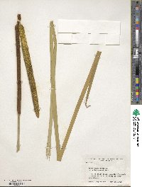 Typha angustifolia image